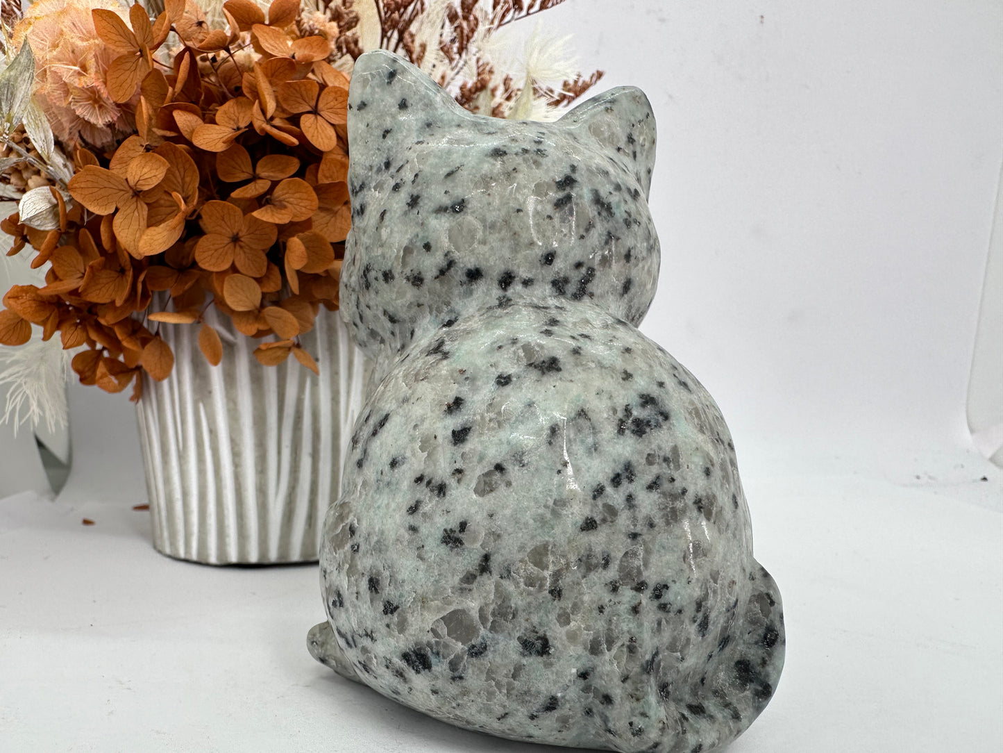 Kiwi Jasper Lge Cat