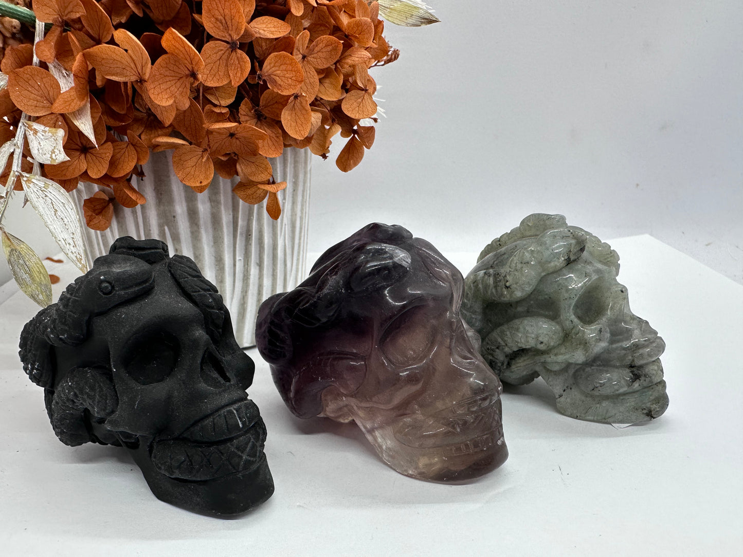 Skull with Snake