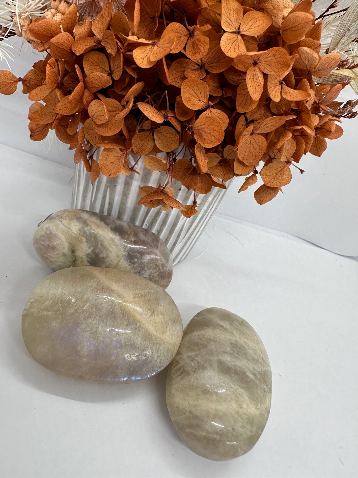 Moonstone Palm